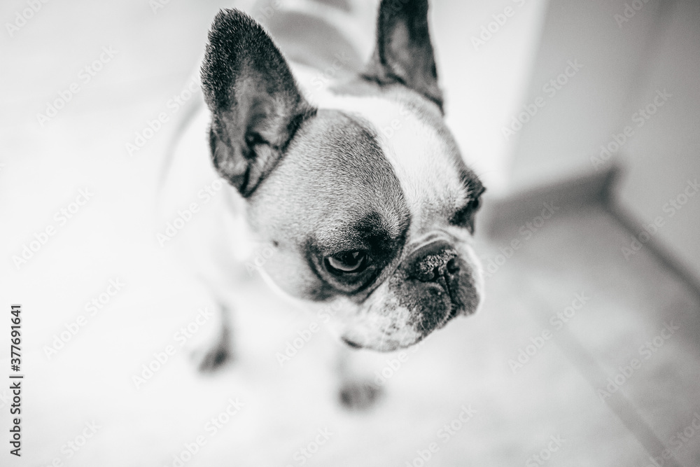 Französiche Bulldoge Portrait