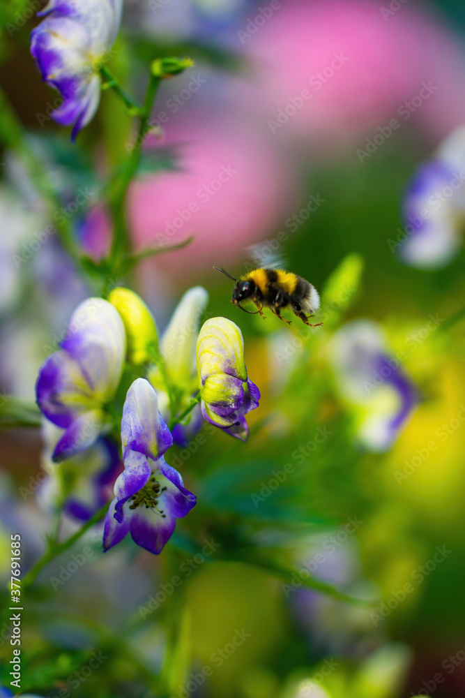 Flowers of an Akonite (Aconitum variegatum) Flowers of an Akonite (Aconitum variegatum)