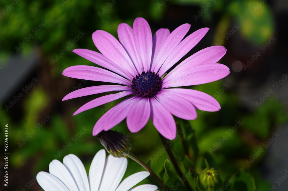 Obraz premium Purple and pink daisy flower in fool bloom