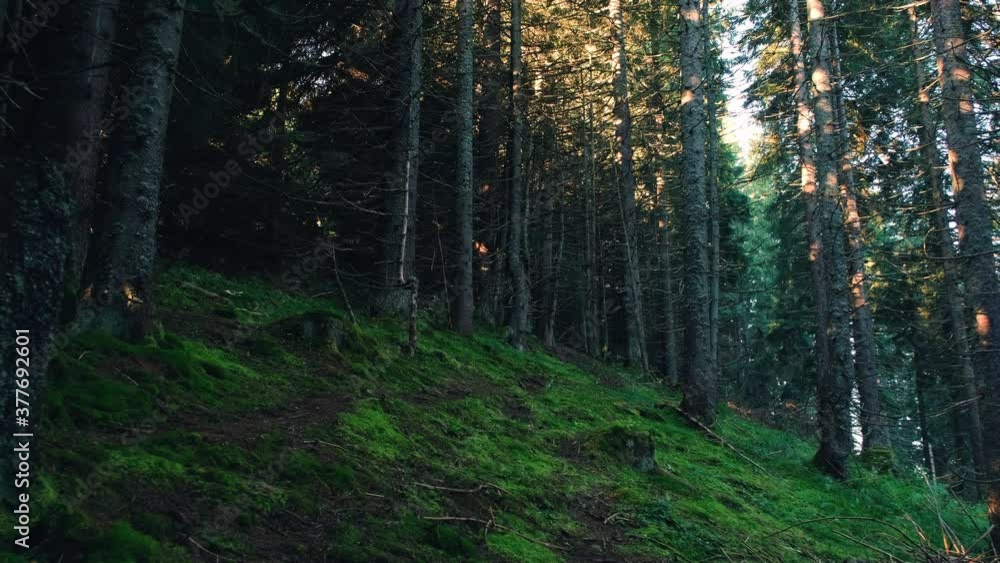 Magical mountain forest with the trees growing on hills. Sunny morning in spruce forest camera moving low between trees. Magical mountain forest with the trees growing on hills. Sunny morning in spruce forest camera moving low between trees.