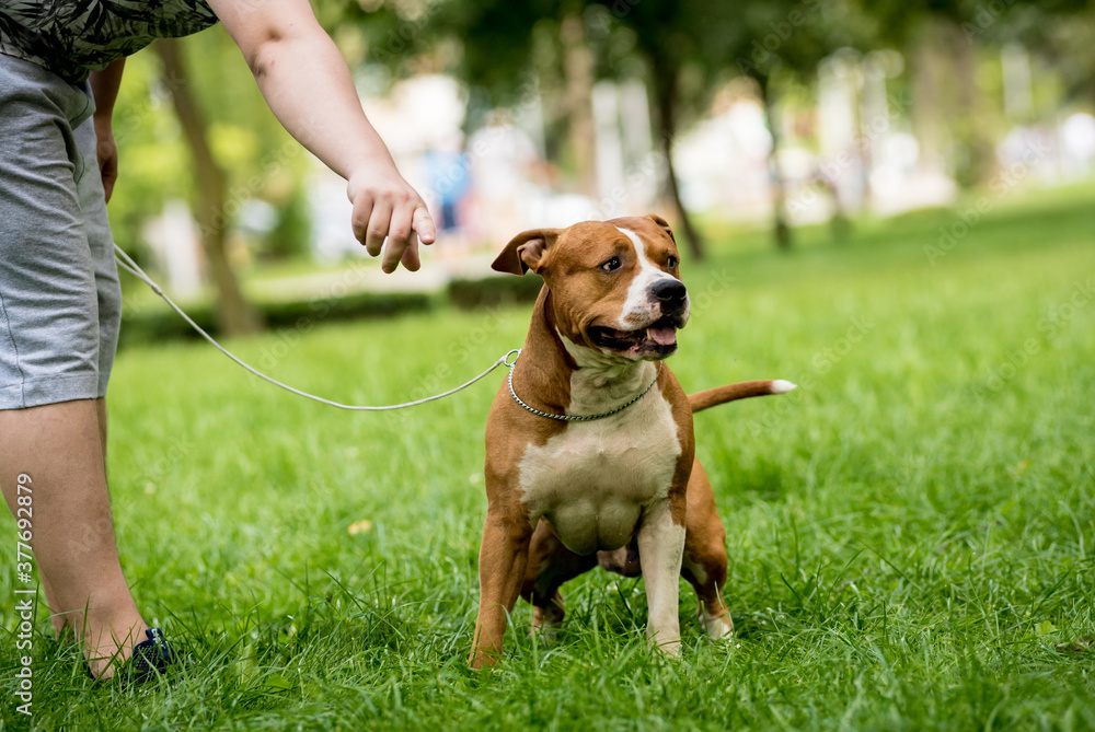 Owner trains the american staffordshire terrier at the park. Owner trains the american staffordshire terrier at the park.