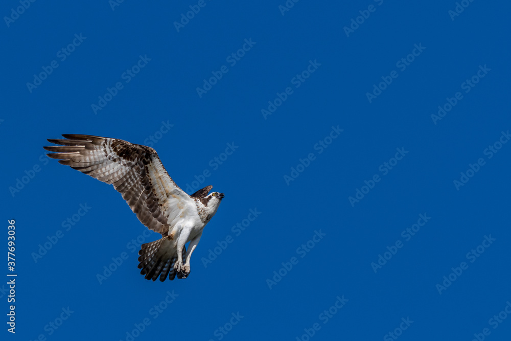 Obraz premium Osprey (Pandion haliaetus) in hover flight due to an intruder approaching the nest.