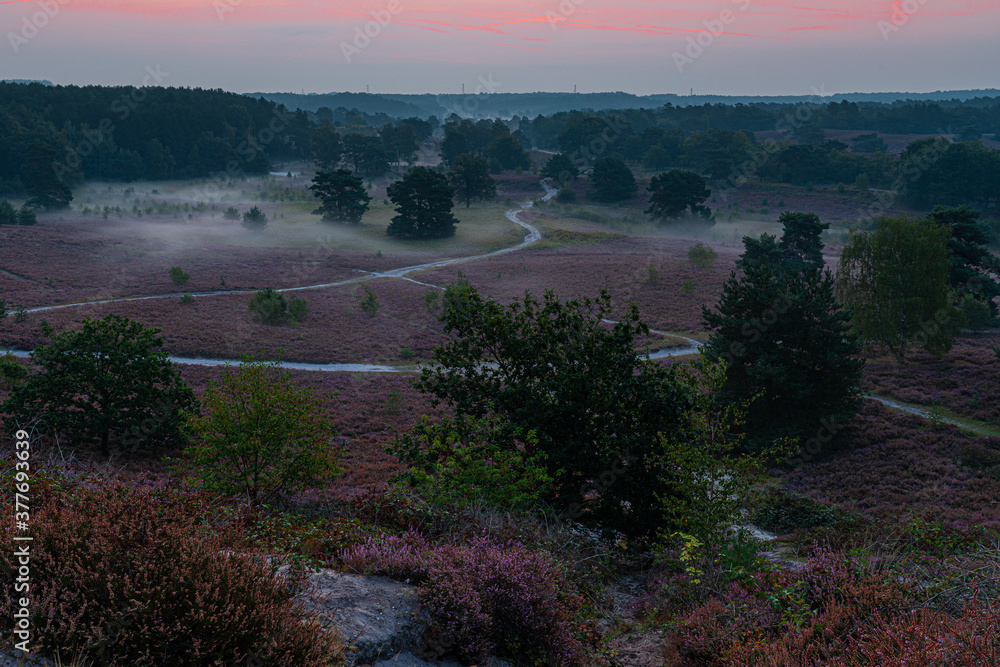 Obraz premium Sunrise at the National park Brunssumerheide in the Netherlands, which is in a warm purple bloom during the month of September with early morning fog on the ground.