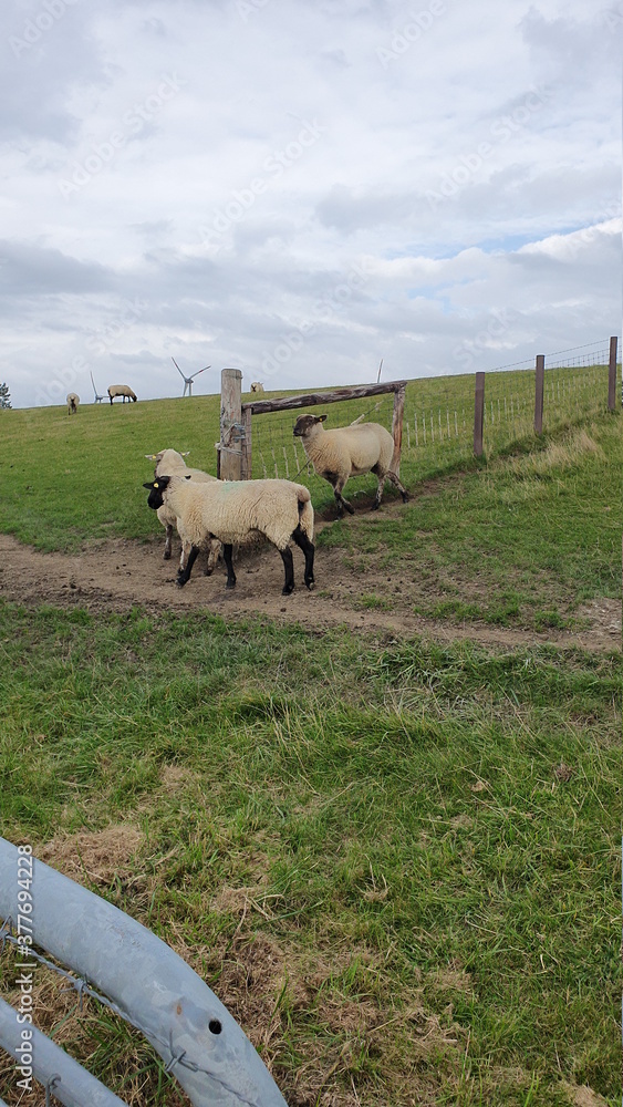 Fototapeta premium sheep on a farm