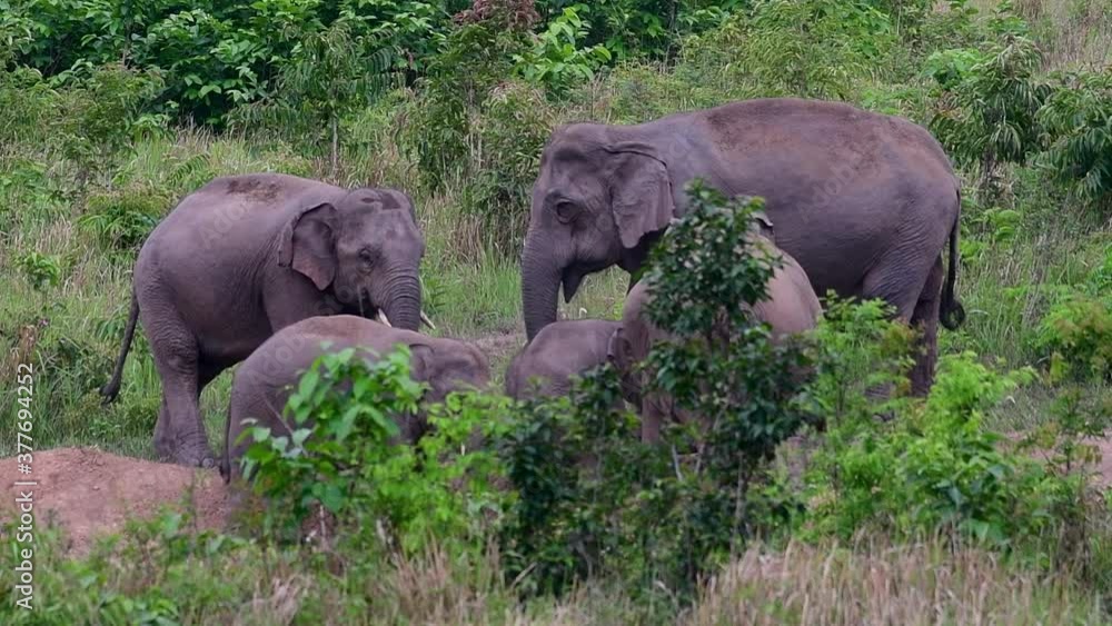 The Asiatic Elephants are endangered species and they are also residents of Thailand; at the national parks they are well protected and that can be seen at the right timing during the day and season. The Asiatic Elephants are endangered species and they are also residents of Thailand; at the national parks they are well protected and that can be seen at the right timing during the day and season.