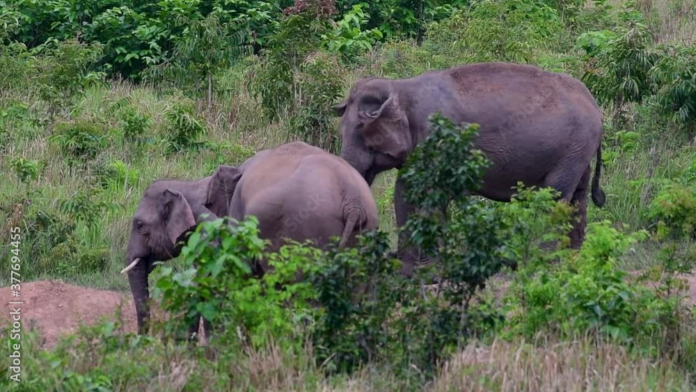 The Asiatic Elephants are endangered species and they are also residents of Thailand; at the national parks they are well protected and that can be seen at the right timing during the day and season. The Asiatic Elephants are endangered species and they are also residents of Thailand; at the national parks they are well protected and that can be seen at the right timing during the day and season.