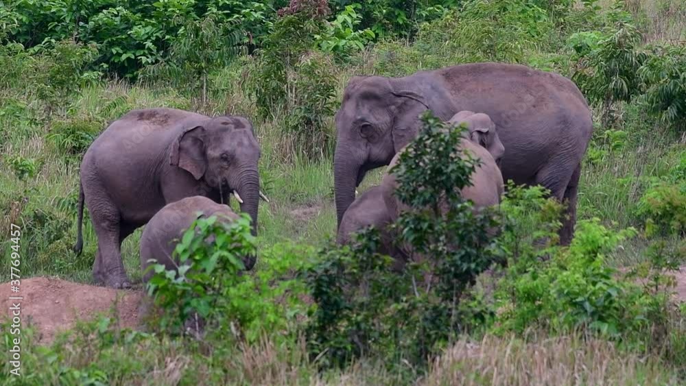 The Asiatic Elephants are endangered species and they are also residents of Thailand; at the national parks they are well protected and that can be seen at the right timing during the day and season. The Asiatic Elephants are endangered species and they are also residents of Thailand; at the national parks they are well protected and that can be seen at the right timing during the day and season.