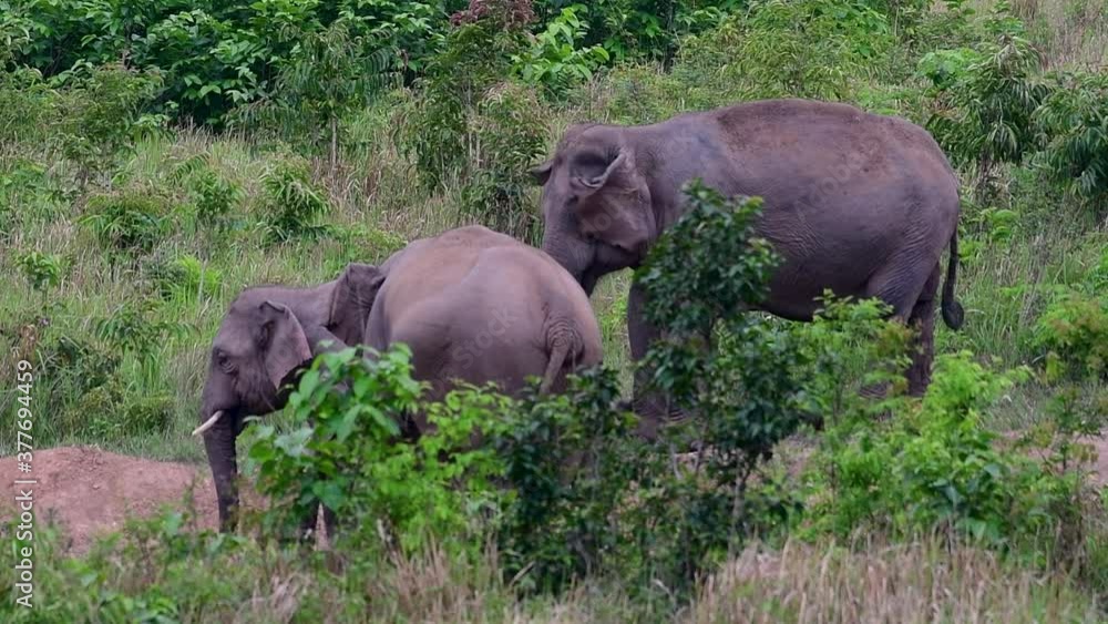 The Asiatic Elephants are endangered species and they are also residents of Thailand; at the national parks they are well protected and that can be seen at the right timing during the day and season. The Asiatic Elephants are endangered species and they are also residents of Thailand; at the national parks they are well protected and that can be seen at the right timing during the day and season.