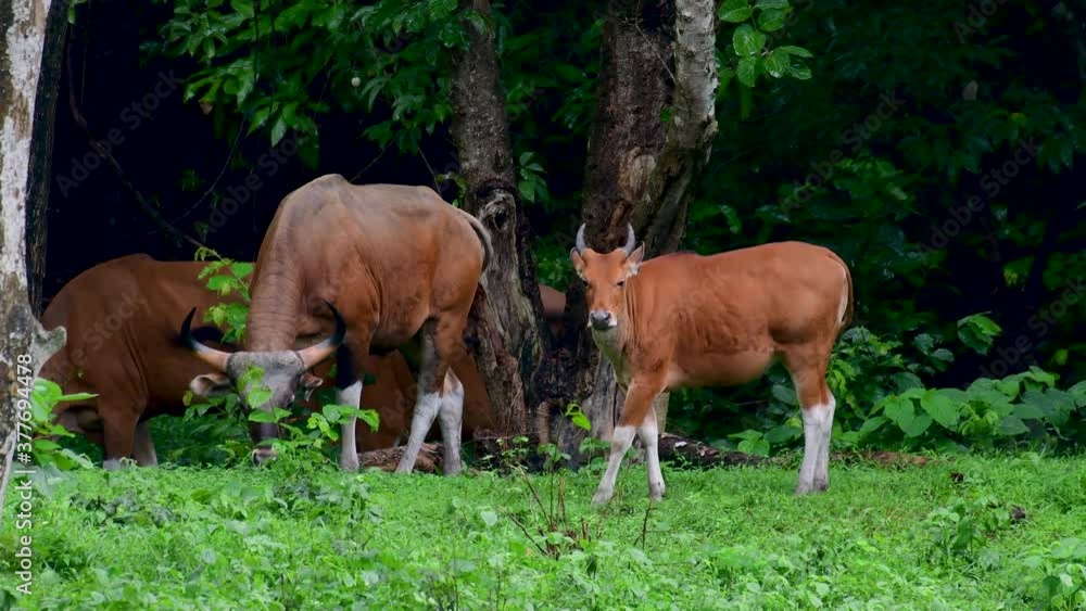 The Banteng or Tembadau, is a wild cattle found in the Southeast Asia and extinct to some countries; was domesticated and used as a beast of burden and meat, also known as the Bali Cattle. The Banteng or Tembadau, is a wild cattle found in the Southeast Asia and extinct to some countries; was domesticated and used as a beast of burden and meat, also known as the Bali Cattle.