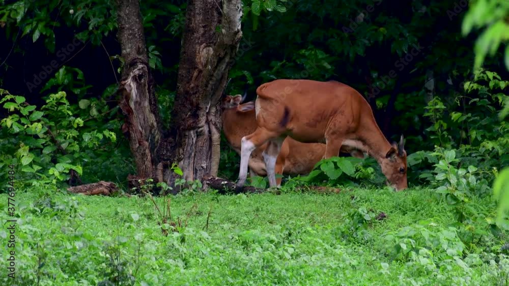 The Banteng or Tembadau, is a wild cattle found in the Southeast Asia and extinct to some countries; was domesticated and used as a beast of burden and meat, also known as the Bali Cattle. The Banteng or Tembadau, is a wild cattle found in the Southeast Asia and extinct to some countries; was domesticated and used as a beast of burden and meat, also known as the Bali Cattle.
