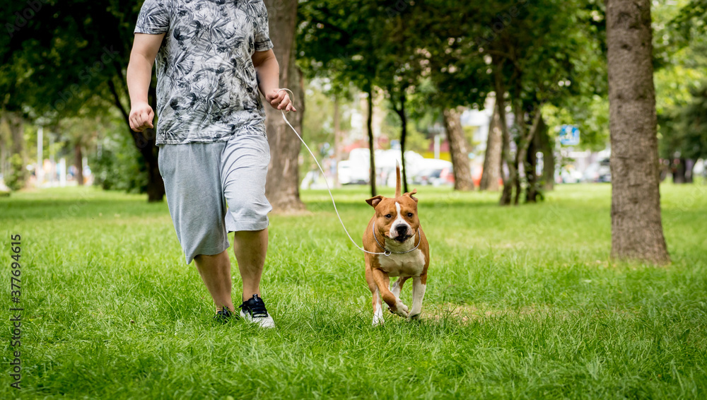 Owner trains the american staffordshire terrier at the park. Owner trains the american staffordshire terrier at the park.