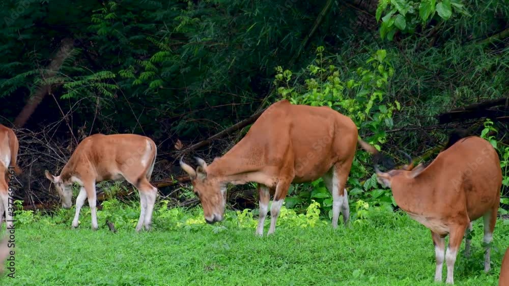 The Banteng or Tembadau, is a wild cattle found in the Southeast Asia and extinct to some countries; was domesticated and used as a beast of burden and meat, also known as the Bali Cattle. The Banteng or Tembadau, is a wild cattle found in the Southeast Asia and extinct to some countries; was domesticated and used as a beast of burden and meat, also known as the Bali Cattle.