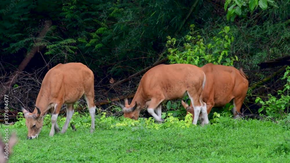 The Banteng or Tembadau, is a wild cattle found in the Southeast Asia and extinct to some countries; was domesticated and used as a beast of burden and meat, also known as the Bali Cattle. The Banteng or Tembadau, is a wild cattle found in the Southeast Asia and extinct to some countries; was domesticated and used as a beast of burden and meat, also known as the Bali Cattle.
