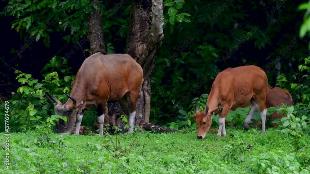 The Banteng or Tembadau, is a wild cattle found in the Southeast Asia and extinct to some countries; was domesticated and used as a beast of burden and meat, also known as the Bali Cattle. The Banteng or Tembadau, is a wild cattle found in the Southeast Asia and extinct to some countries; was domesticated and used as a beast of burden and meat, also known as the Bali Cattle.