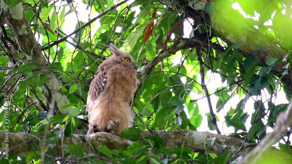 The Buffy Fish Owl is a big owl and yet the smallest among the four Fish Owls; it is quite an amusing bird with its horns standing made of feathers and the eyes are heavy yellow.