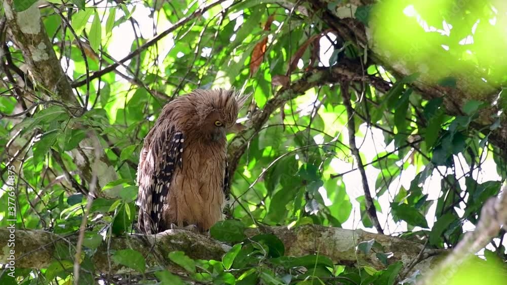 The Buffy Fish Owl is a big owl and yet the smallest among the four Fish Owls; it is quite an amusing bird with its horns standing made of feathers and the eyes are heavy yellow. The Buffy Fish Owl is a big owl and yet the smallest among the four Fish Owls; it is quite an amusing bird with its horns standing made of feathers and the eyes are heavy yellow.