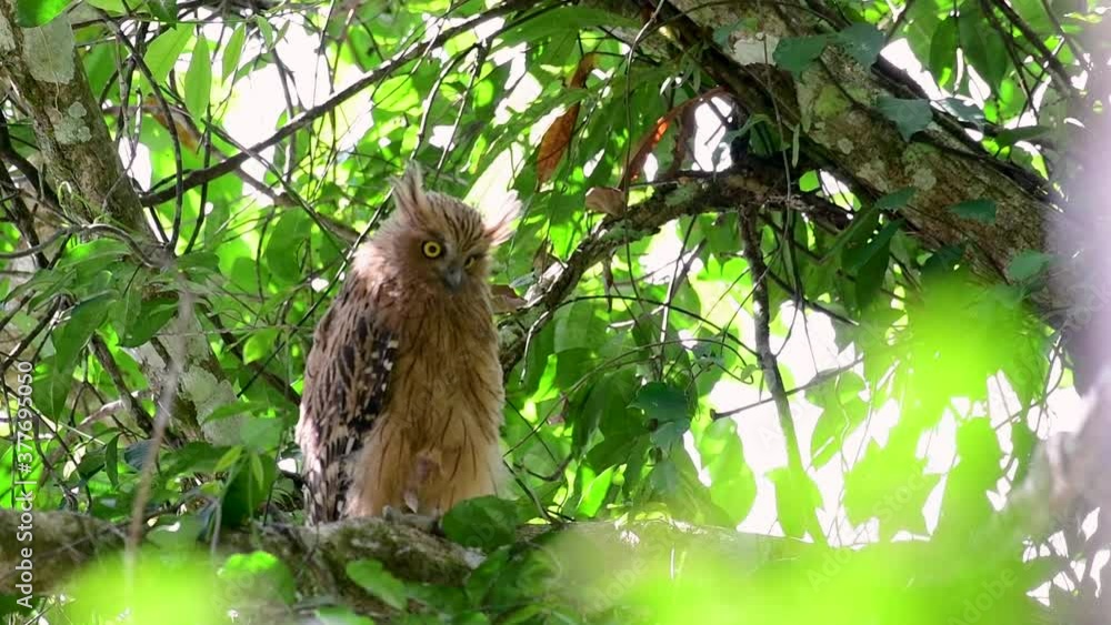 The Buffy Fish Owl is a big owl and yet the smallest among the four Fish Owls; it is quite an amusing bird with its horns standing made of feathers and the eyes are heavy yellow. The Buffy Fish Owl is a big owl and yet the smallest among the four Fish Owls; it is quite an amusing bird with its horns standing made of feathers and the eyes are heavy yellow.