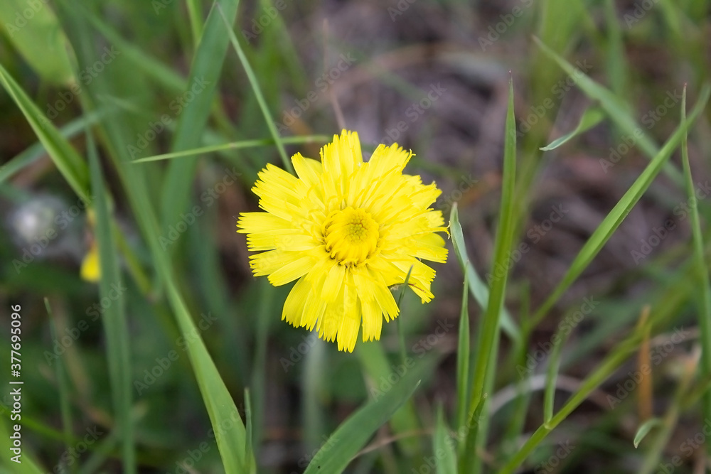 Lone yellow flower growing in the meadow Lone yellow flower growing in the meadow