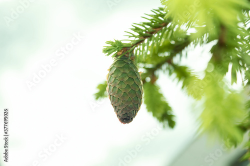 Green young spruce cone. A cone hangs on a tree