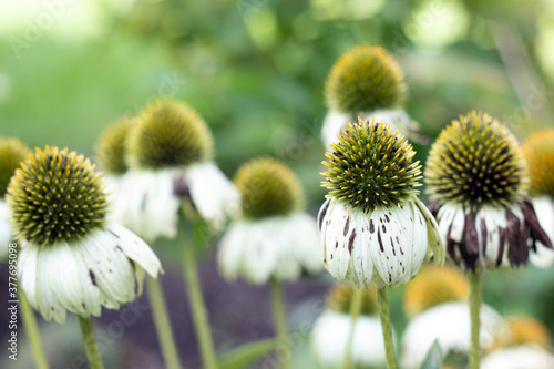 white Echinacea coneflower herbaceous flowering plants in the daisy family