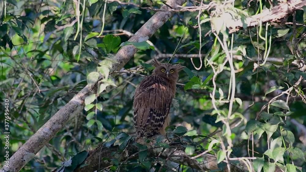 The Buffy Fish Owl is a big owl and yet the smallest among the four Fish Owls; it is quite an amusing bird with its horns standing made of feathers and the eyes are heavy yellow. The Buffy Fish Owl is a big owl and yet the smallest among the four Fish Owls; it is quite an amusing bird with its horns standing made of feathers and the eyes are heavy yellow.