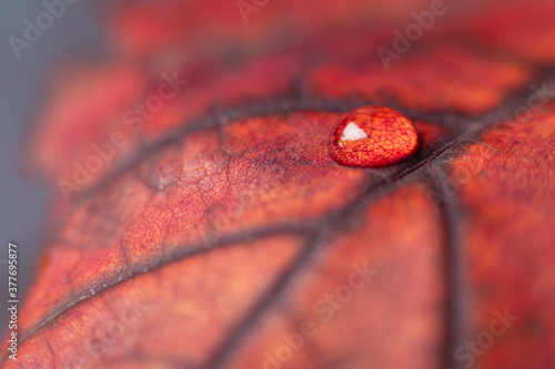 colorful autumn maple leaf with beautiful texture with shiny water drops close-up macro . Bright expressive artistic image nature, free space. photo