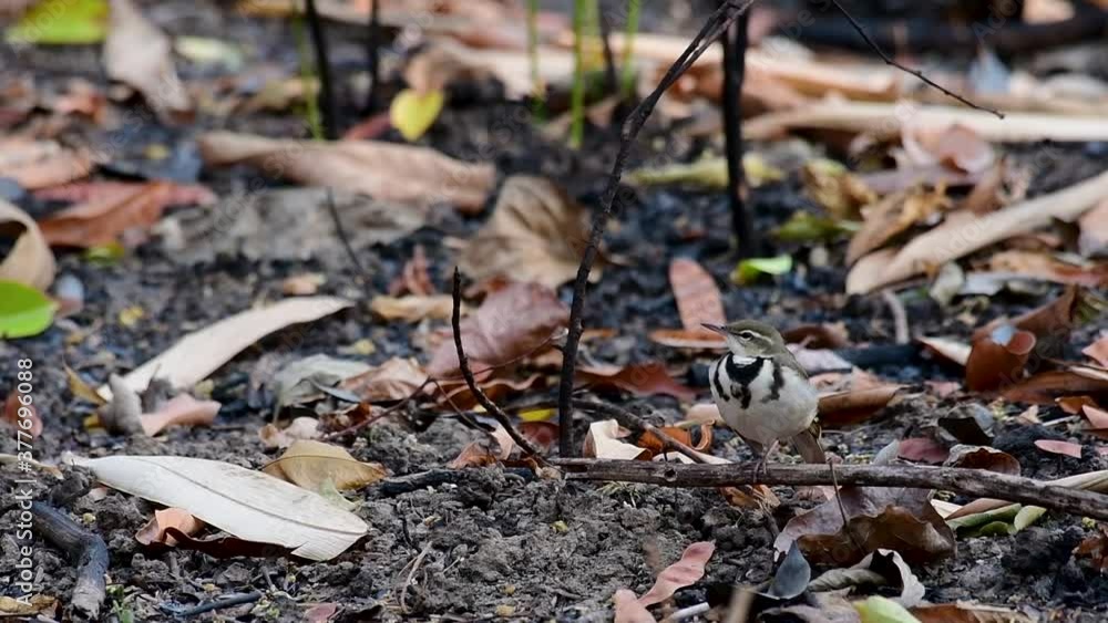 The Forest Wagtail is a passerine bird foraging on branches, forest grounds, tail wagging constantly sideways; it is difficult to know that they are around since they come quiet and well camouflaged. The Forest Wagtail is a passerine bird foraging on branches, forest grounds, tail wagging constantly sideways; it is difficult to know that they are around since they come quiet and well camouflaged.