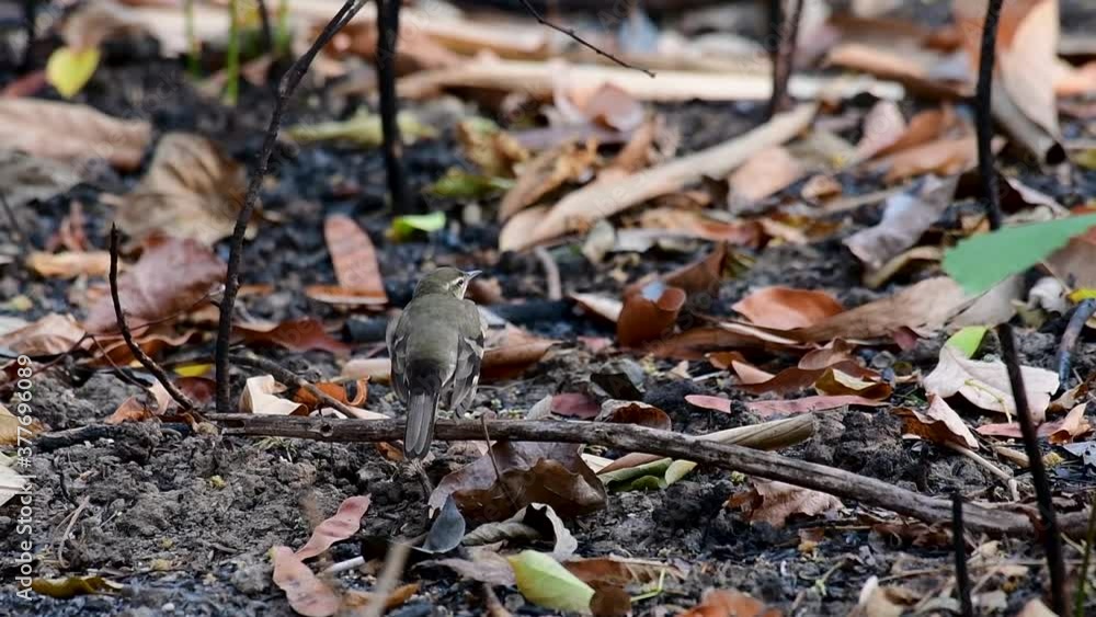 The Forest Wagtail is a passerine bird foraging on branches, forest grounds, tail wagging constantly sideways; it is difficult to know that they are around since they come quiet and well camouflaged. The Forest Wagtail is a passerine bird foraging on branches, forest grounds, tail wagging constantly sideways; it is difficult to know that they are around since they come quiet and well camouflaged.