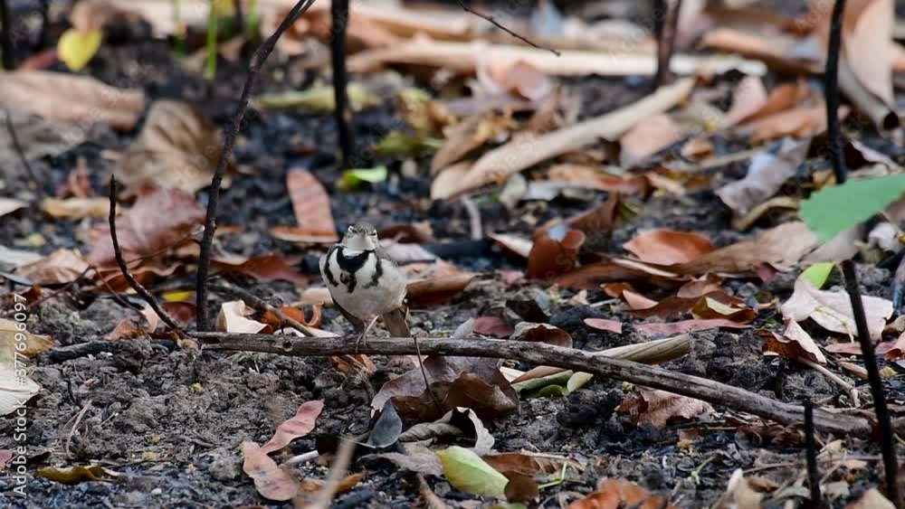 The Forest Wagtail is a passerine bird foraging on branches, forest grounds, tail wagging constantly sideways; it is difficult to know that they are around since they come quiet and well camouflaged. The Forest Wagtail is a passerine bird foraging on branches, forest grounds, tail wagging constantly sideways; it is difficult to know that they are around since they come quiet and well camouflaged.
