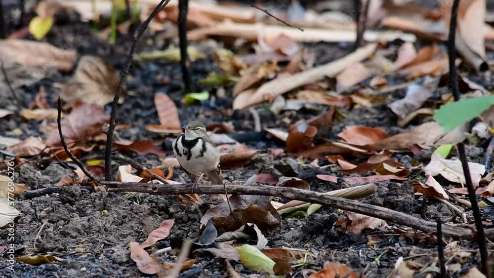 The Forest Wagtail is a passerine bird foraging on branches, forest grounds, tail wagging constantly sideways; it is difficult to know that they are around since they come quiet and well camouflaged. The Forest Wagtail is a passerine bird foraging on branches, forest grounds, tail wagging constantly sideways; it is difficult to know that they are around since they come quiet and well camouflaged.
