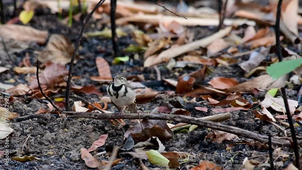 The Forest Wagtail is a passerine bird foraging on branches, forest grounds, tail wagging constantly sideways; it is difficult to know that they are around since they come quiet and well camouflaged. The Forest Wagtail is a passerine bird foraging on branches, forest grounds, tail wagging constantly sideways; it is difficult to know that they are around since they come quiet and well camouflaged.