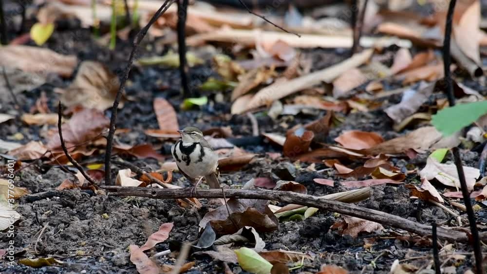 The Forest Wagtail is a passerine bird foraging on branches, forest grounds, tail wagging constantly sideways; it is difficult to know that they are around since they come quiet and well camouflaged. The Forest Wagtail is a passerine bird foraging on branches, forest grounds, tail wagging constantly sideways; it is difficult to know that they are around since they come quiet and well camouflaged.