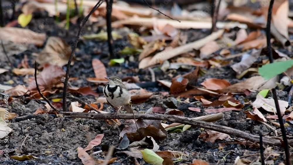 The Forest Wagtail is a passerine bird foraging on branches, forest grounds, tail wagging constantly sideways; it is difficult to know that they are around since they come quiet and well camouflaged. The Forest Wagtail is a passerine bird foraging on branches, forest grounds, tail wagging constantly sideways; it is difficult to know that they are around since they come quiet and well camouflaged.