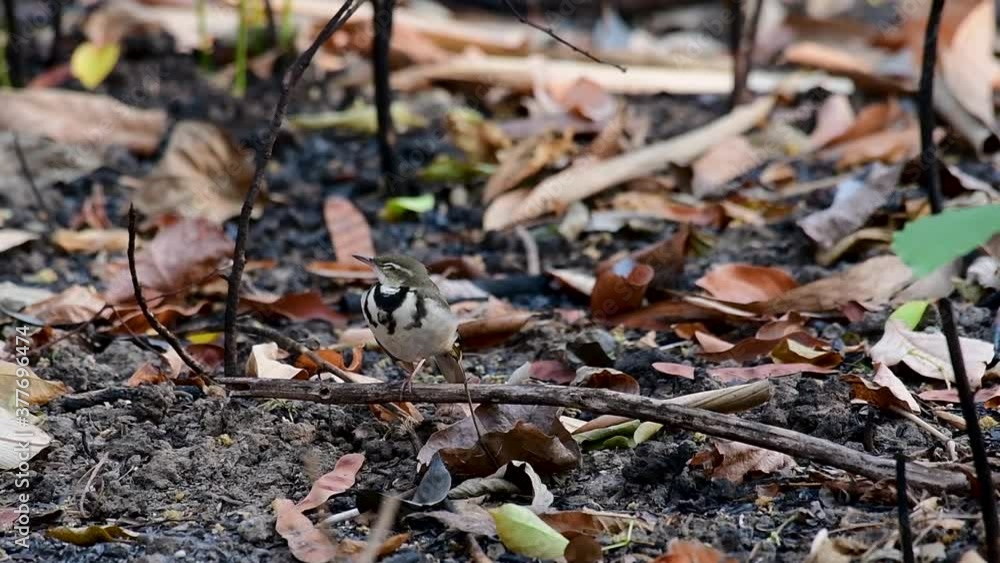 The Forest Wagtail is a passerine bird foraging on branches, forest grounds, tail wagging constantly sideways; it is difficult to know that they are around since they come quiet and well camouflaged. The Forest Wagtail is a passerine bird foraging on branches, forest grounds, tail wagging constantly sideways; it is difficult to know that they are around since they come quiet and well camouflaged.