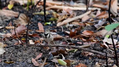 Wallpaper Mural The Forest Wagtail is a passerine bird foraging on branches, forest grounds, tail wagging constantly sideways; it is difficult to know that they are around since they come quiet and well camouflaged. Torontodigital.ca