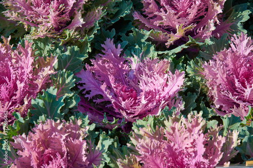 Decorative composition of fresh decorative brassica oleracea, variety Coral Queen, autumn bouquet. Multicolored decorative cabbage in autumn botanical garden.