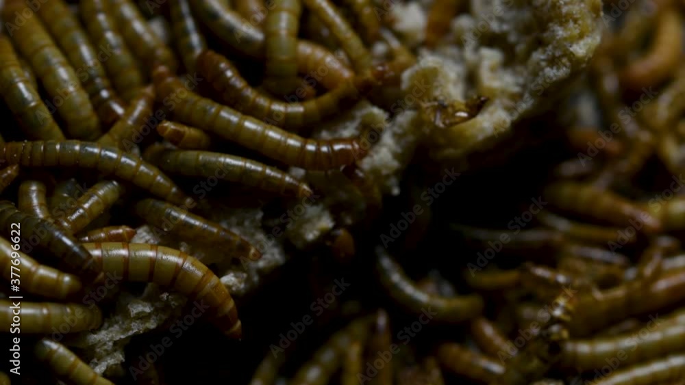The Mealworm is a species of Darkling Beetle used to feed pets like fish, snakes, birds, and frogs; also called the Mealworm Beetle, with four stages of its lifecycle, egg, larva, pupa, and adult. The Mealworm is a species of Darkling Beetle used to feed pets like fish, snakes, birds, and frogs; also called the Mealworm Beetle, with four stages of its lifecycle, egg, larva, pupa, and adult.