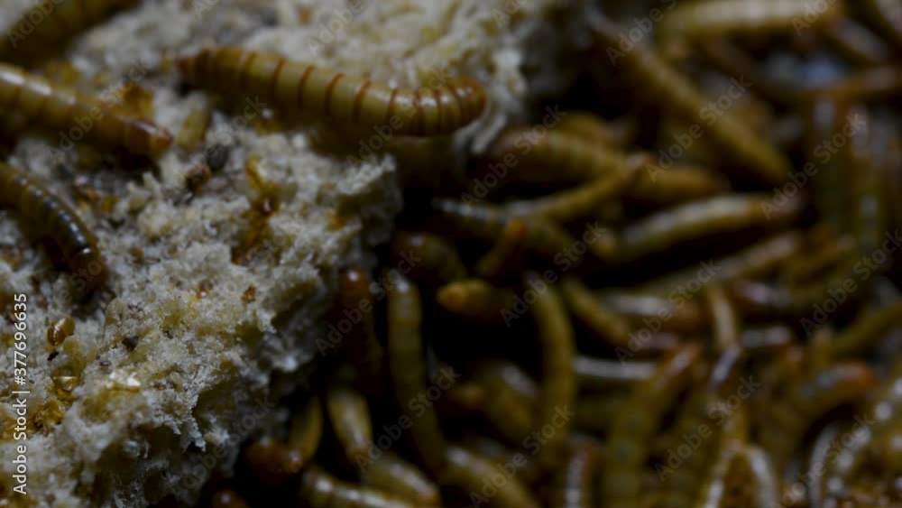 The Mealworm is a species of Darkling Beetle used to feed pets like