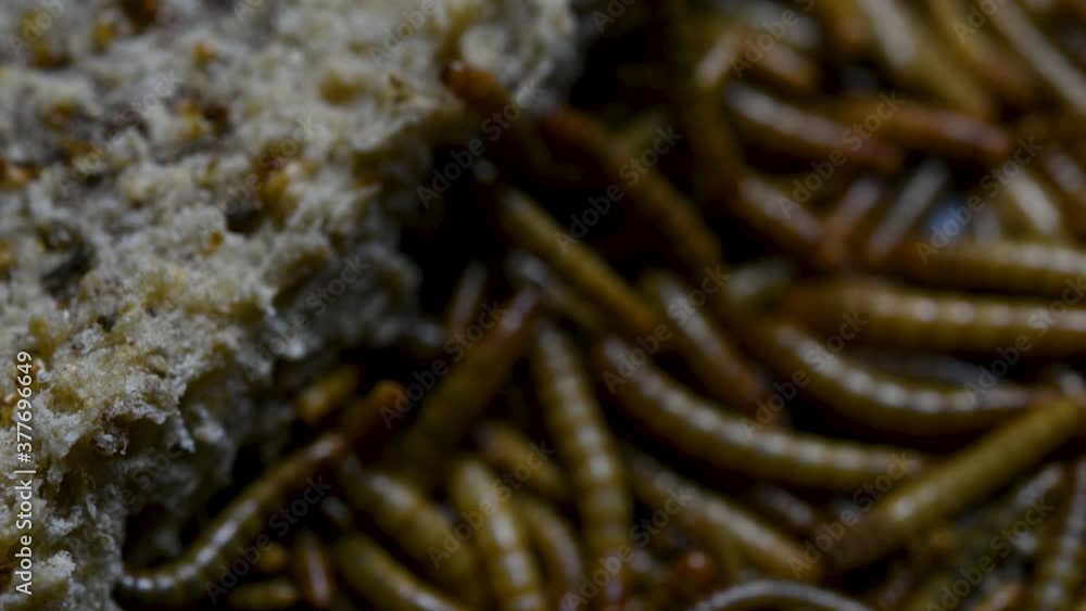 The Mealworm is a species of Darkling Beetle used to feed pets like fish, snakes, birds, and frogs; also called the Mealworm Beetle, with four stages of its lifecycle, egg, larva, pupa, and adult. The Mealworm is a species of Darkling Beetle used to feed pets like fish, snakes, birds, and frogs; also called the Mealworm Beetle, with four stages of its lifecycle, egg, larva, pupa, and adult.