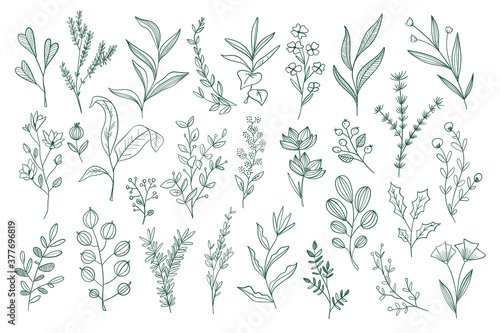 Hand drawn floral doodles set. Isolated pack of botanical design elements. Green plants, wildflowers and herbs vector illustration. Perfect for invitations, greeting cards, typography and prints. © alexdndz
