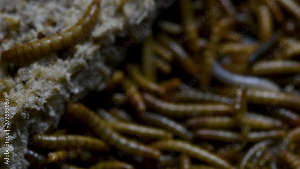 The Mealworm is a species of Darkling Beetle used to feed pets like fish, snakes, birds, and frogs; also called the Mealworm Beetle, with four stages of its lifecycle, egg, larva, pupa, and adult. The Mealworm is a species of Darkling Beetle used to feed pets like fish, snakes, birds, and frogs; also called the Mealworm Beetle, with four stages of its lifecycle, egg, larva, pupa, and adult.