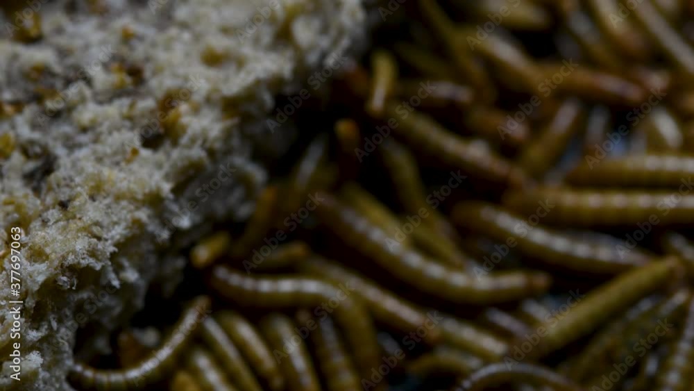 The Mealworm is a species of Darkling Beetle used to feed pets like fish, snakes, birds, and frogs; also called the Mealworm Beetle, with four stages of its lifecycle, egg, larva, pupa, and adult. The Mealworm is a species of Darkling Beetle used to feed pets like fish, snakes, birds, and frogs; also called the Mealworm Beetle, with four stages of its lifecycle, egg, larva, pupa, and adult.