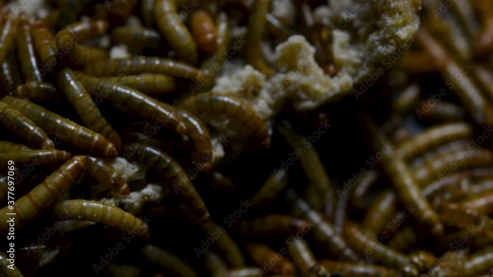 The Mealworm is a species of Darkling Beetle used to feed pets like fish, snakes, birds, and frogs; also called the Mealworm Beetle, with four stages of its lifecycle, egg, larva, pupa, and adult. The Mealworm is a species of Darkling Beetle used to feed pets like fish, snakes, birds, and frogs; also called the Mealworm Beetle, with four stages of its lifecycle, egg, larva, pupa, and adult.