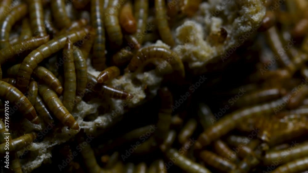 The Mealworm is a species of Darkling Beetle used to feed pets like