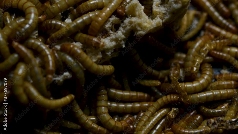 The Mealworm is a species of Darkling Beetle used to feed pets like fish, snakes, birds, and frogs; also called the Mealworm Beetle, with four stages of its lifecycle, egg, larva, pupa, and adult. The Mealworm is a species of Darkling Beetle used to feed pets like fish, snakes, birds, and frogs; also called the Mealworm Beetle, with four stages of its lifecycle, egg, larva, pupa, and adult.