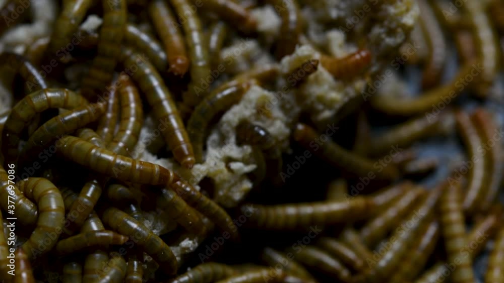 The Mealworm is a species of Darkling Beetle used to feed pets like