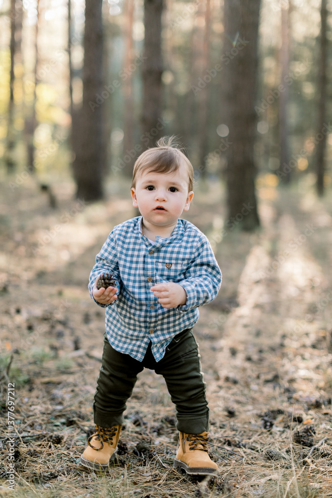 Little happy child boy wearing stylish checkered shirt, pants and shoes, stands in park or autumn pine forest on background of pine autumn trees, looking at camera with cone in hands Little happy child boy wearing stylish checkered shirt, pants and shoes, stands in park or autumn pine forest on background of pine autumn trees, looking at camera with cone in hands
