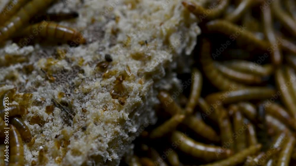 The Mealworm is a species of Darkling Beetle used to feed pets like fish, snakes, birds, and frogs; also called the Mealworm Beetle, with four stages of its lifecycle, egg, larva, pupa, and adult. The Mealworm is a species of Darkling Beetle used to feed pets like fish, snakes, birds, and frogs; also called the Mealworm Beetle, with four stages of its lifecycle, egg, larva, pupa, and adult.
