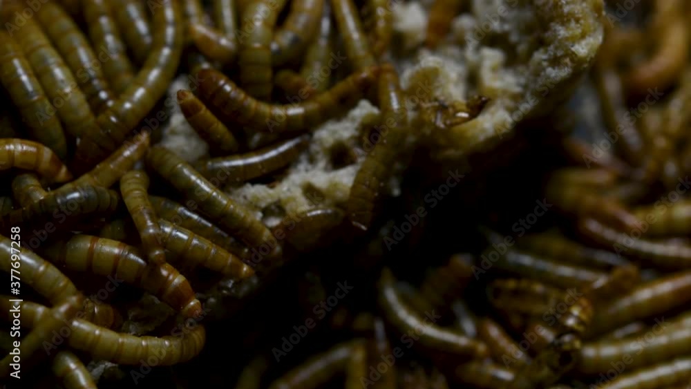 The Mealworm is a species of Darkling Beetle used to feed pets like fish, snakes, birds, and frogs; also called the Mealworm Beetle, with four stages of its lifecycle, egg, larva, pupa, and adult. The Mealworm is a species of Darkling Beetle used to feed pets like fish, snakes, birds, and frogs; also called the Mealworm Beetle, with four stages of its lifecycle, egg, larva, pupa, and adult.