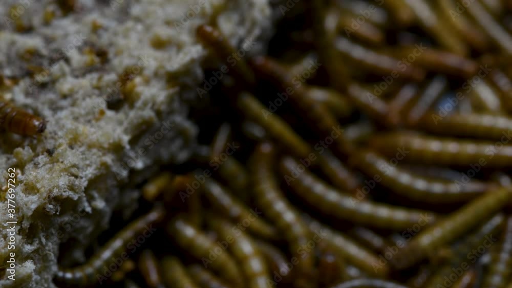 The Mealworm is a species of Darkling Beetle used to feed pets like fish, snakes, birds, and frogs; also called the Mealworm Beetle, with four stages of its lifecycle, egg, larva, pupa, and adult. The Mealworm is a species of Darkling Beetle used to feed pets like fish, snakes, birds, and frogs; also called the Mealworm Beetle, with four stages of its lifecycle, egg, larva, pupa, and adult.